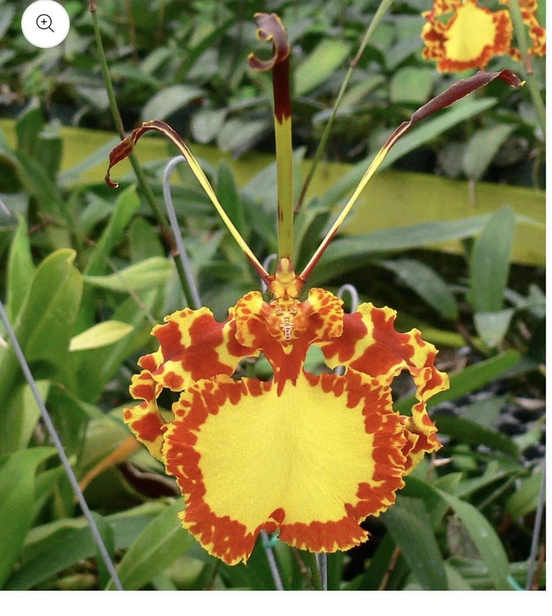 Yellow and red spotted orchid bloom on a small orchid plant