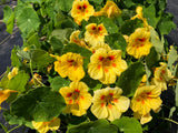 25+ PEACH MELBA DWARF NASTURTIUM SEEDS FRESH FOR YOUR FLOWER GARDENS Garden Plants