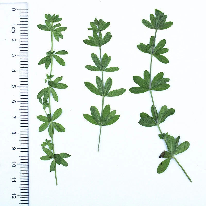 Set of 12 pressed green dried leaves on stems for crafts