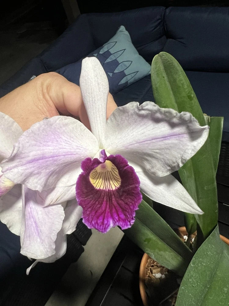 White orchid flower with purple center and green leaves
