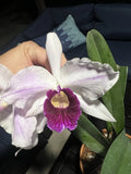 Laelia Purpurata ÒCainamas FlameaÓ Orchids