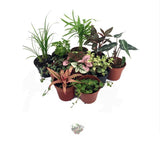 Terrarium & Fairy Garden Plants - 10 Plants in 2" pots New Product Garden Plants