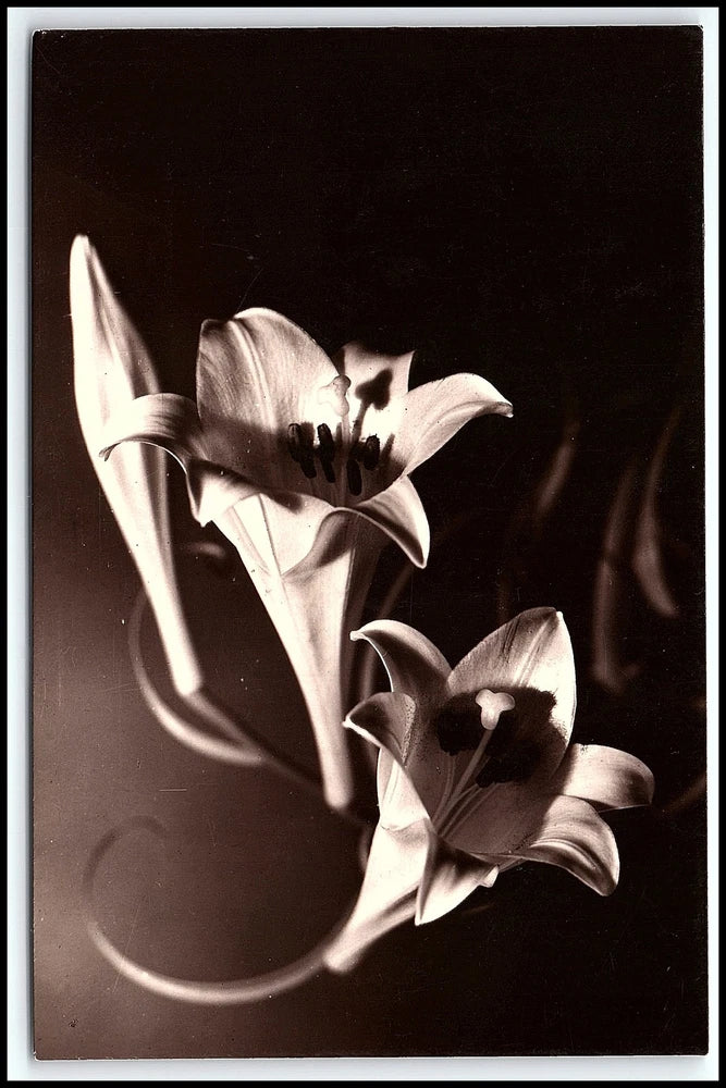 Vintage Artistic Lilies Flower Still Life Sepia Photo Russian Postcard K112 Lily