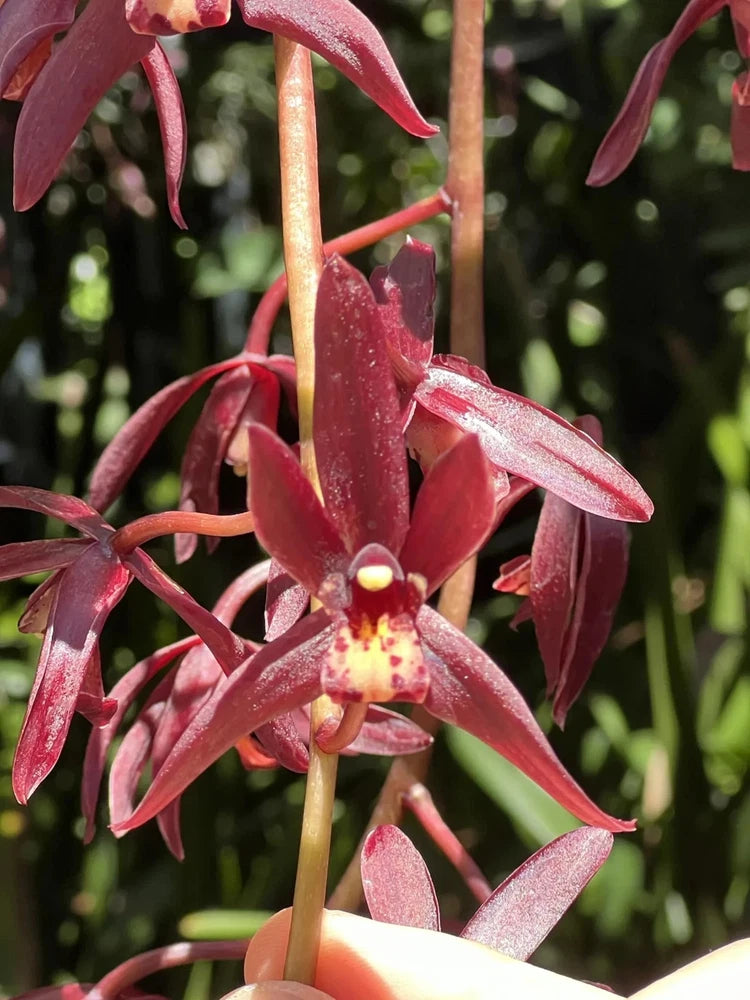 Cymbidium pot orchid with deep pink, narrow petals and golden-yellow center bloom