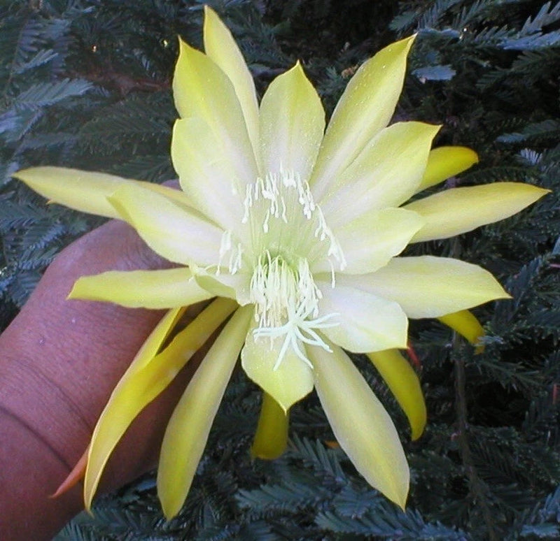 Orchid cactus flower with pale yellow pointed petals and white center filaments