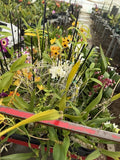 ORCHID PLANTS 10 orchids with buds bloom or sheath bare root Orchids