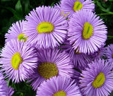 ERIGERON AZURE FAIRY Erigeron Speciosus - 250 Bulk Seeds Garden Plants