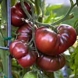 50 BLACK BRANDYWINE TOMATO SEEDS  FRESH HARVEST FOR GARDENS Garden Plants