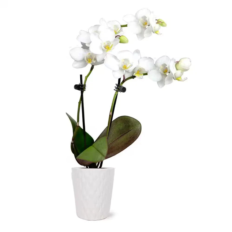 Orchid (Phalaenopsis) Mini White with Yellow Throat Plant in 2-1/2 In. White Cer Orchids