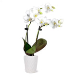 Orchid (Phalaenopsis) Mini White with Yellow Throat Plant in 2-1/2 In. White Cer Orchids