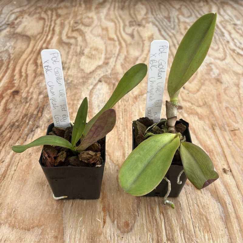 Two potted orchid plants with green leaves in small black pots