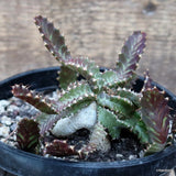 D126 EUPHORBIA STELLATA pot14-H9-W12 cm MaMa Cactus Green Plant