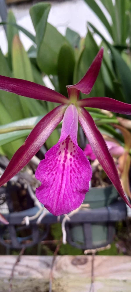Orchid Cattleya Brassavola Ctt Sagarik Wax x B nodosa 4" pots Mad Happenings Orchids