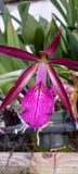 Orchid Cattleya Brassavola Ctt Sagarik Wax x B nodosa 4" pots Mad Happenings Orchids