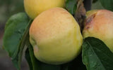 25+ Antonovka Apple Seeds for Garden Planting - USA - FREE SHIPPING! Garden Plants