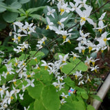 100 Seeds Epimedium Brevicornum Fairy Wings Horny Goat Weed Hardy Garden Plants Flowering Plants