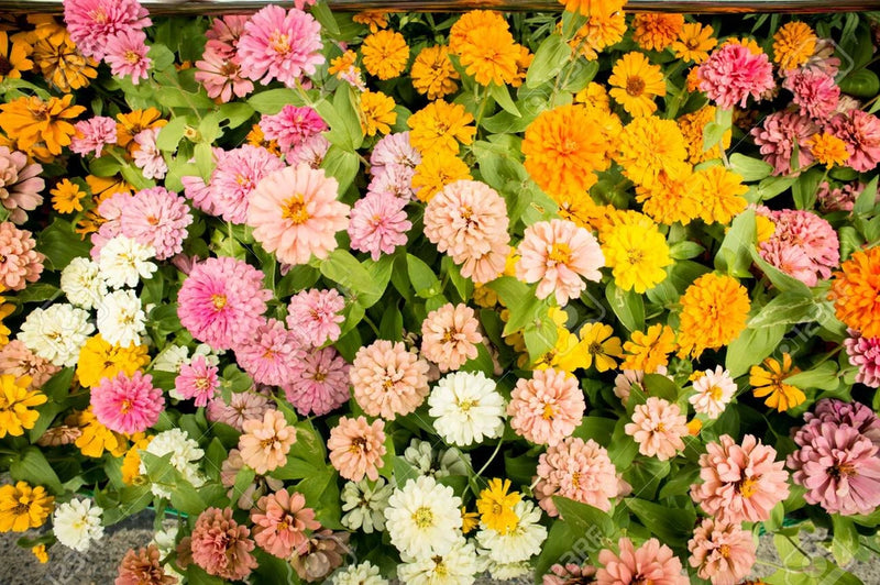 25+ Pink Melody Mix Marigold Seeds for Garden Planting - USA - FREE SHIPPING! Garden Plants
