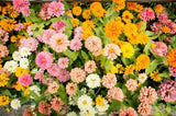 25+ Pink Melody Mix Marigold Seeds for Garden Planting - USA - FREE SHIPPING! Garden Plants