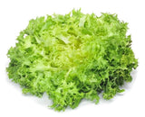Escarole Italian Endive Seeds , Seeds to grow Escarole in your home garden . Garden Plants