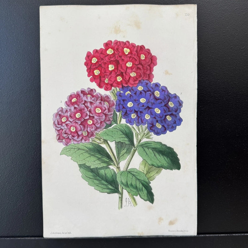 Antique Hand Colored Print Andrews 1860 Floral Botanical bigleaf hydrangea Hydrangea