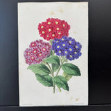 Antique Hand Colored Print Andrews 1860 Floral Botanical bigleaf hydrangea Hydrangea