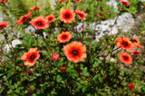 50 Nepal CINQUEFOIL / POTENTILLA Nepalensis Pink Red Flower Seeds *Comb S/H Flowering Plants