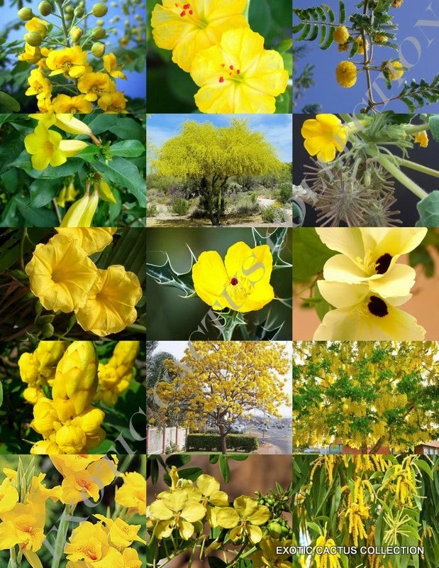 YELLOW FLOWER PLANTS MIX exotic garden tree fragrant bonsai bloom seed 15 seeds Garden Plants