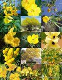 YELLOW FLOWER PLANTS MIX exotic garden tree fragrant bonsai bloom seed 15 seeds Garden Plants