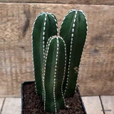 D7532 MARGINATOCEREUS MARGINATUS pot10-H17-W9 cm MaMa Cactus Green Plant