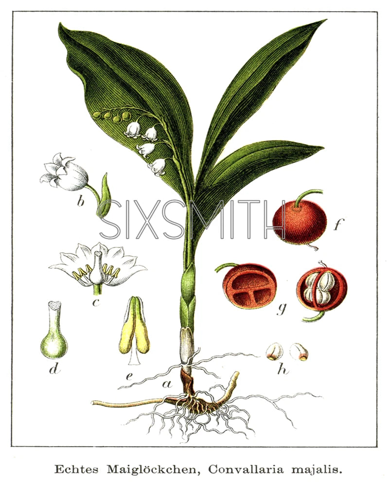 Lily of the Valley Botanical Drawing Vintage High Resolution Giclee 8x10 Print Lily