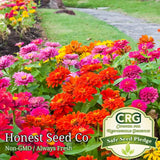 Zinnia - California Giant Mix Seeds | Colorful Flower Blooms Fresh Seeds Garden Plants