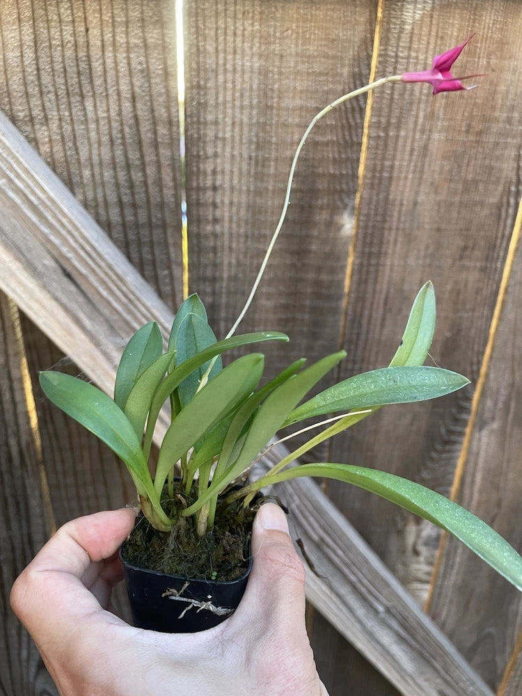 Masdevallia barleana Orchids