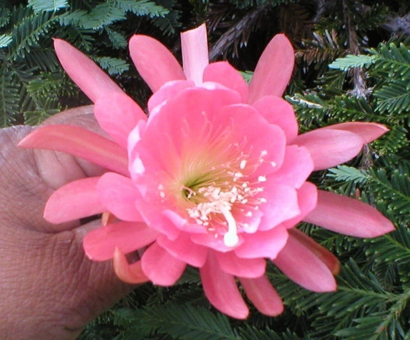 Pink orchid cactus (Epiphyllum) bloom with wide petals and pale center