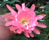 Epiphyllum, Orchid Cactus, " BIRTHDAY WISH ", Don's Quart pots APRIL/1 Orchids