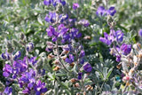 25+ Dune Bush Lupine Seeds for Garden Planting - USA - FREE SHIPPING! Garden Plants