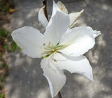 Braided White Flowering Orchid Tree Alba Bauhinia well rooted in a non woven pot Orchids