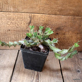 D4527 EUPHORBIA TORTIRAMA pot12-H12-W36 cm MaMa Cactus Green Plant