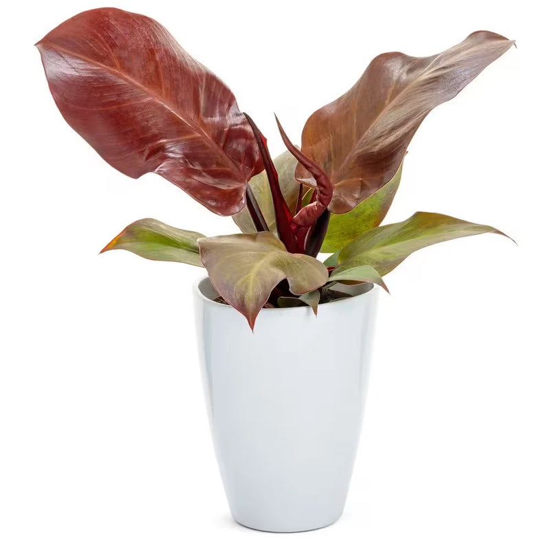 Indoor plant in white ceramic pot with broad red-and-green leaves