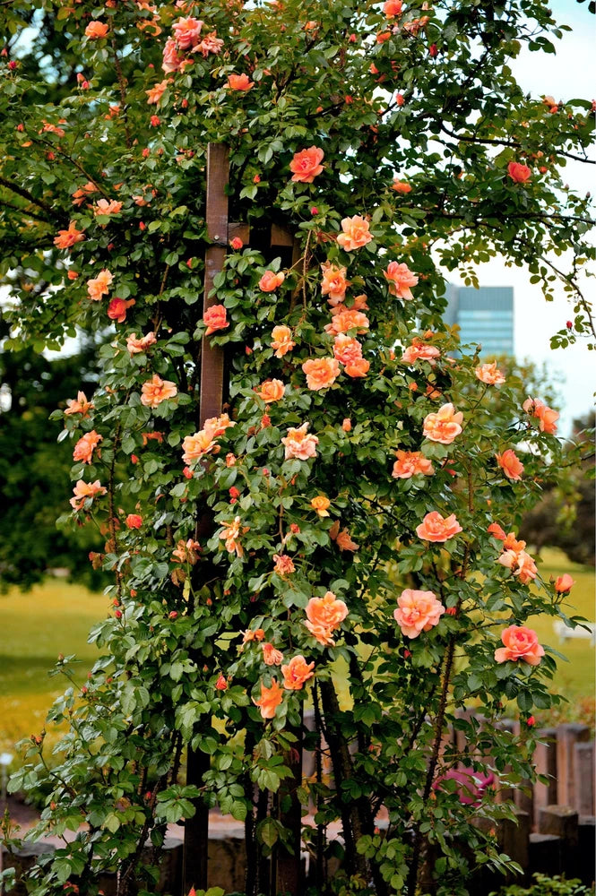 5 ORANGE CLIMBING ROSE Rosa Bush Vine Climber Fragrant Butterfly Flower Seeds Roses