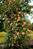 5 ORANGE CLIMBING ROSE Rosa Bush Vine Climber Fragrant Butterfly Flower Seeds Roses