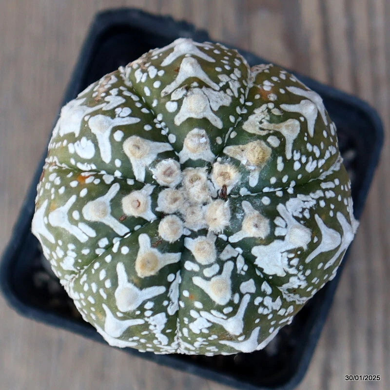 Green cactus in black pot, white speckled mottling and pale center