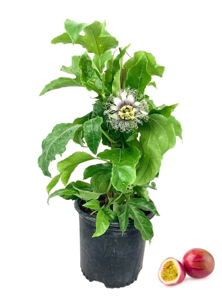 Live passion fruit plant in a dark 6-inch grower pot, with green leaves and purple flower