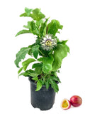 Passion Fruit Plant - Live Plant in a 6 Inch Growers Pot - Edible Fruit... Orchids