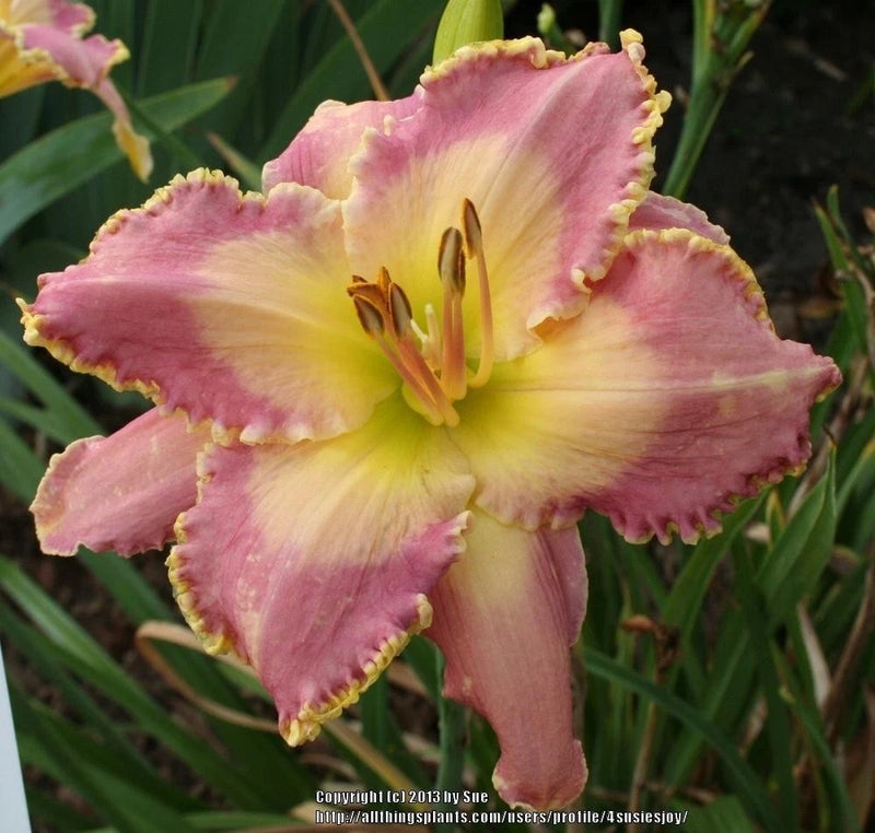 Pink and yellow daylily flower with ruffled petals