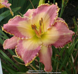 Daylily cv Spiritual Corridor, Perennial, Tetraploid, Rebloom Orchids