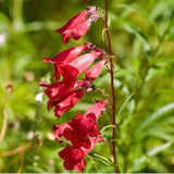 Penstemon| Foxglove Beardtongue | Beardtongue Live Plant, Healthy Starter Plant Flowering Plants