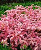 50+ SEDUM SEASTAR PERENNIAL FLOWER SEEDS Flowering Plants