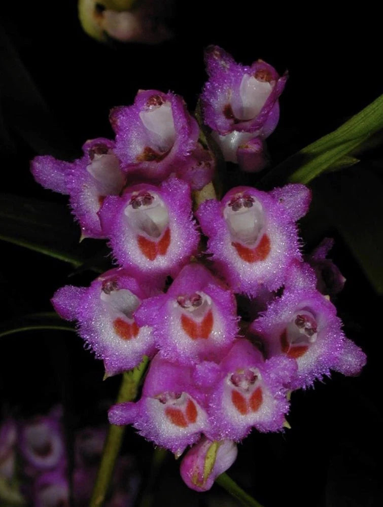 Purple orchid flowers with white centers and green stems in a pot