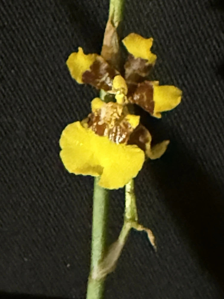 Yellow and brown orchid flowers on green stems