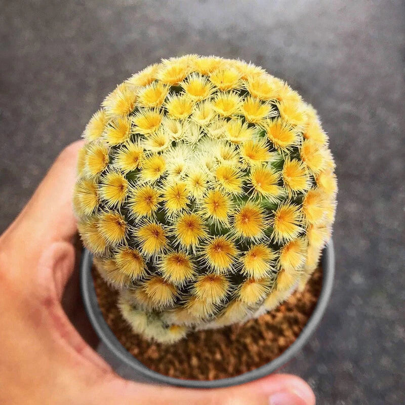 3-4cm Cactus Plant Mammillaria Carmenae Garden Deco Succulent Flower Plants Garden Plants